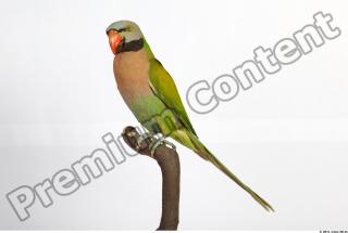 Parrot Psittacula alexandri 0011